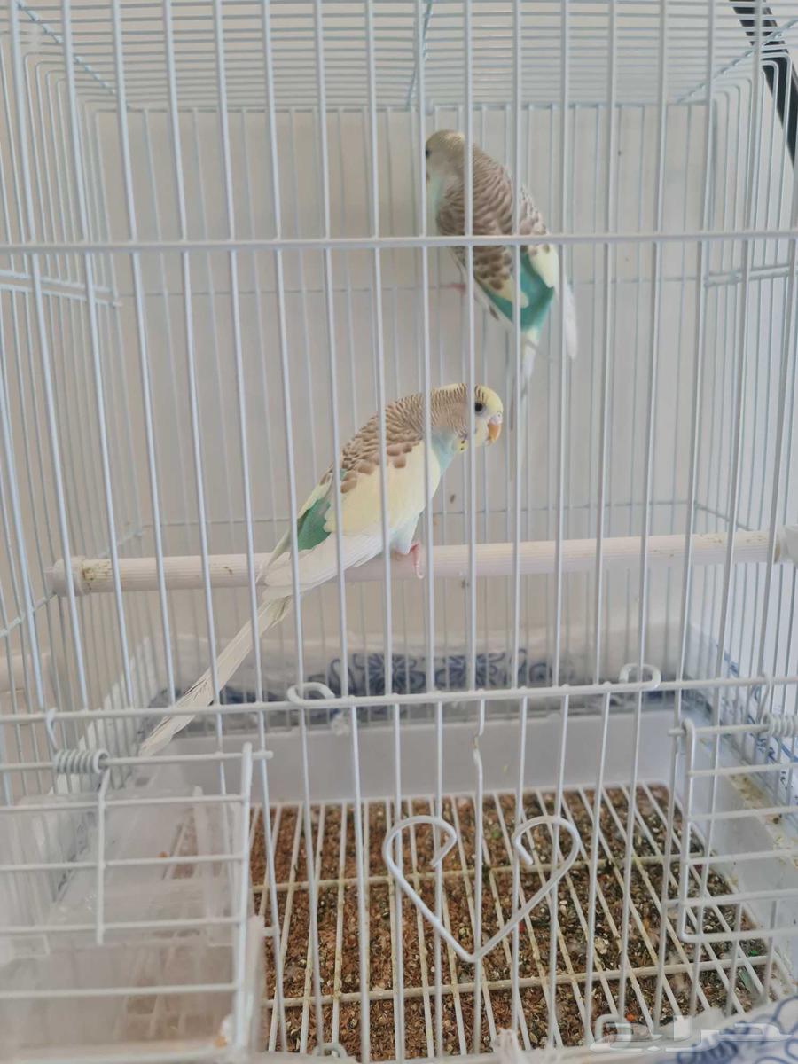 طيور الحب جوز64522514519426111