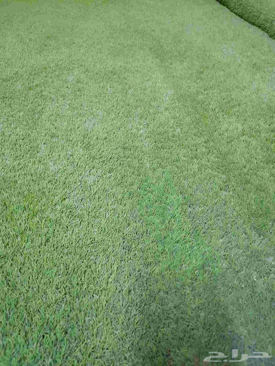 عشب صناعي نظيف جدا64524739890563111
