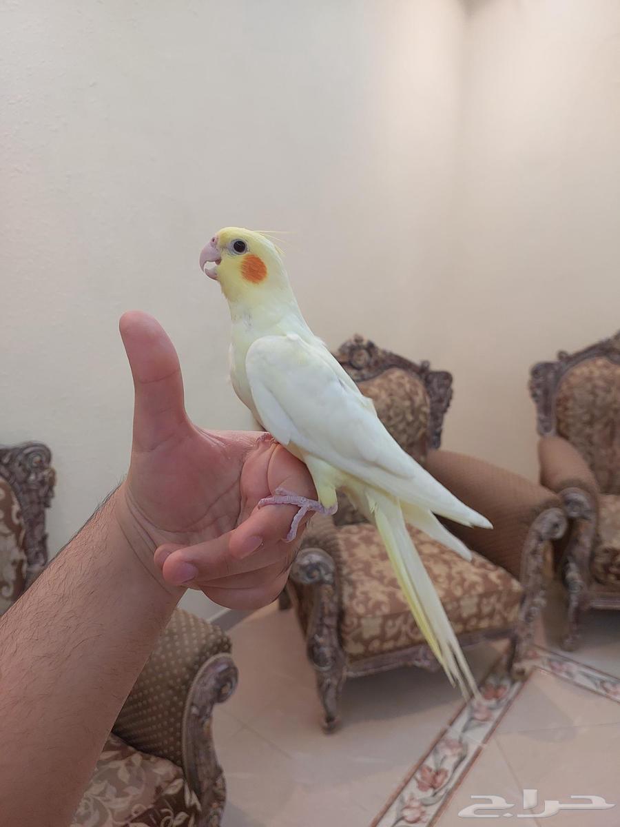 كروان اليفه وهدد نشبه بسعر خرافي64526272454657113