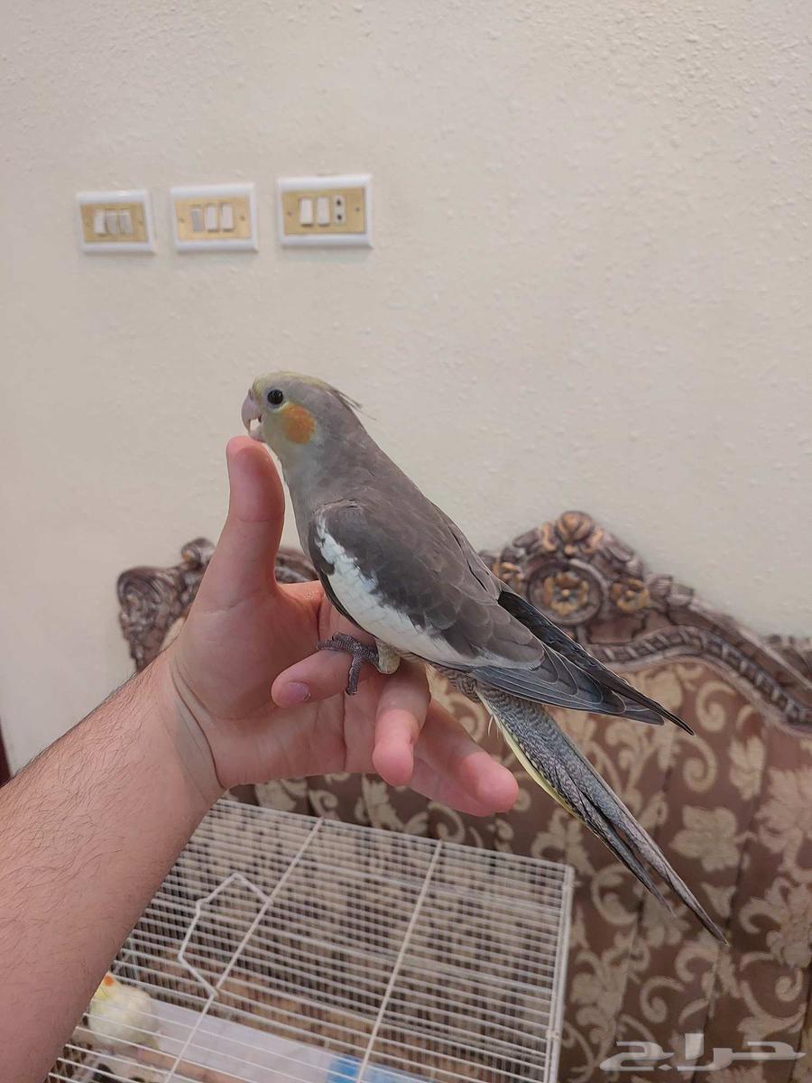 كروان اليفه وهدد نشبه بسعر خرافي64526272454657112