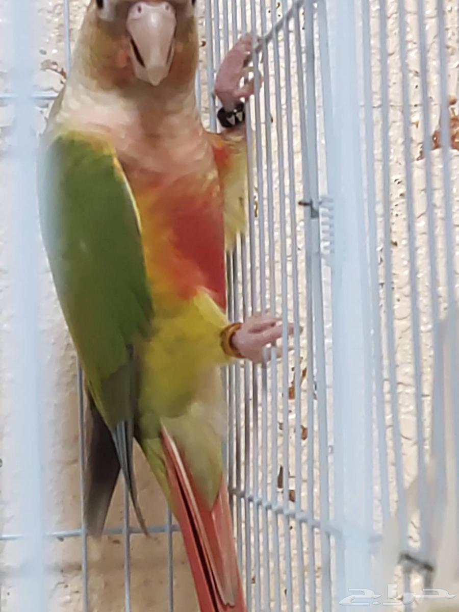 للبيع جوز كنيور اناناس اليفيين جدا64438767017346112