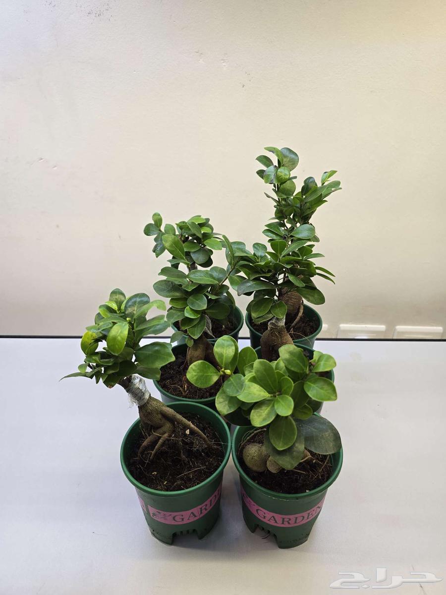 نبات البونساي64527038997761111