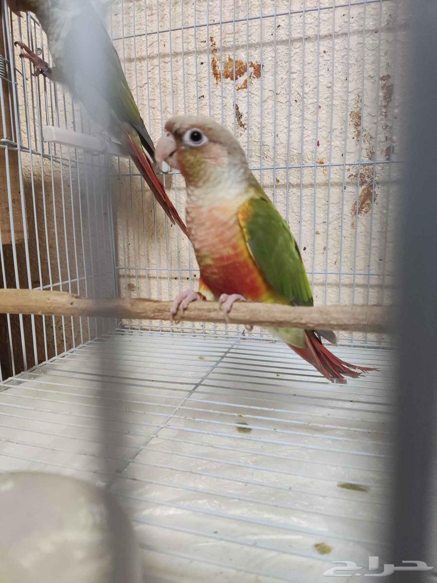 للبيع جوز كنيور اناناس اليفيين جدا64438767017346111