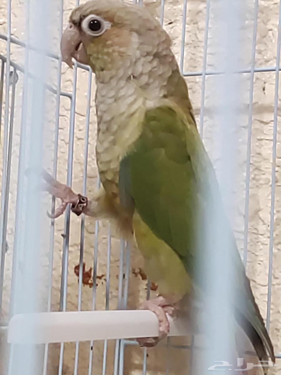 للبيع جوز كنيور اناناس اليفيين جدا64438767017346113