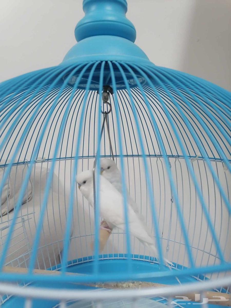 قفص كبير للبيع64523231905283112