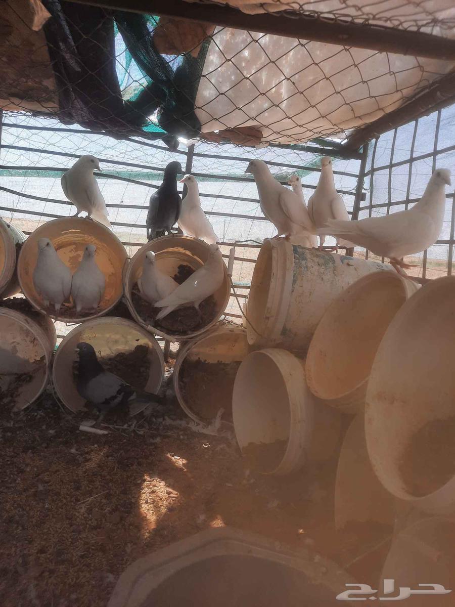 للبيع حمام نضيف64523401400706110