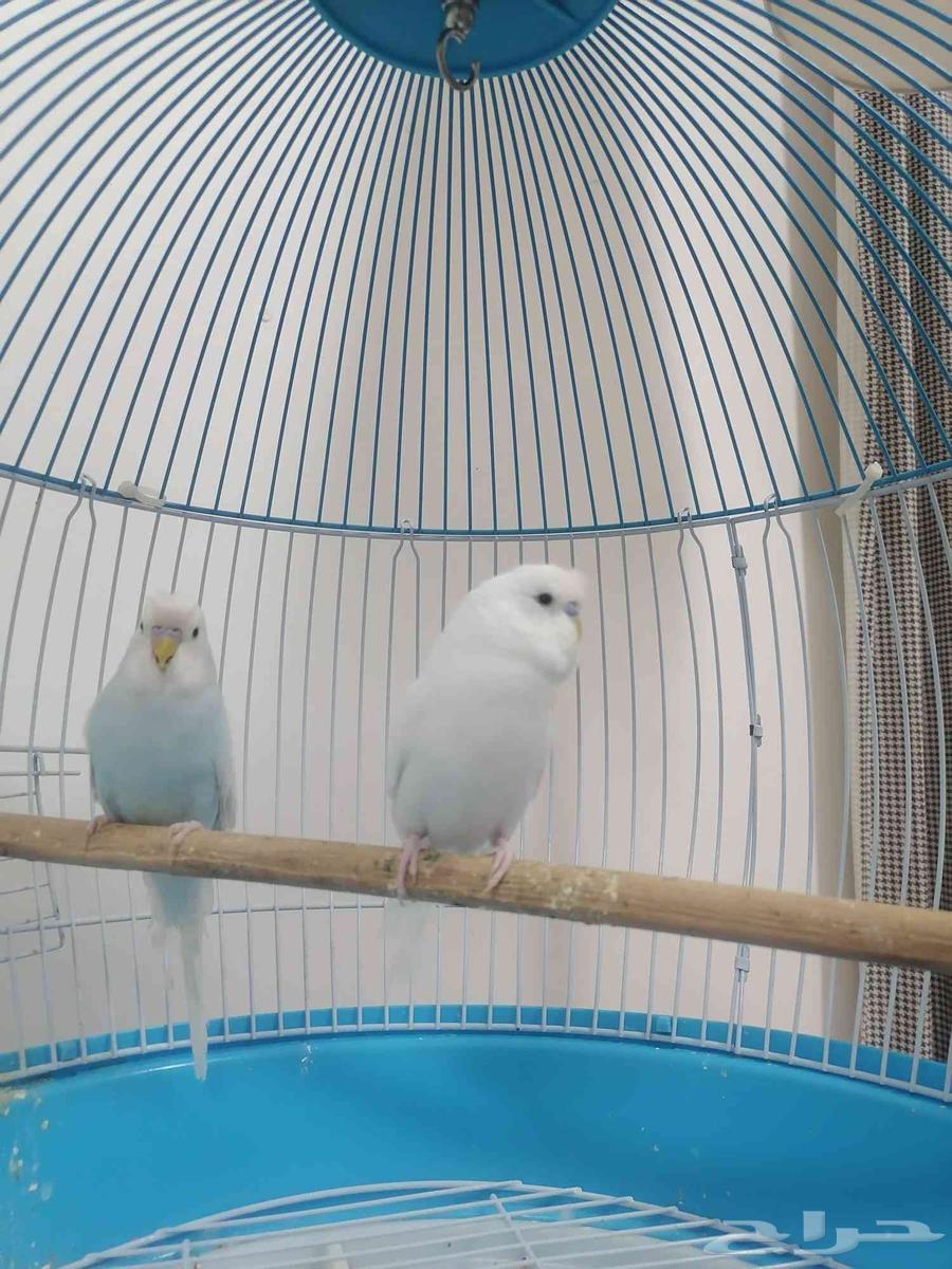 قفص كبير للبيع64523231905283110