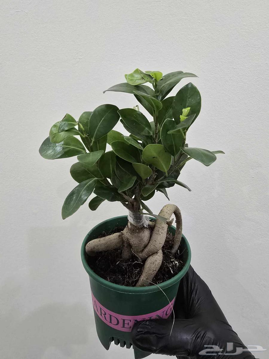 نبات البونساي64527038997761114