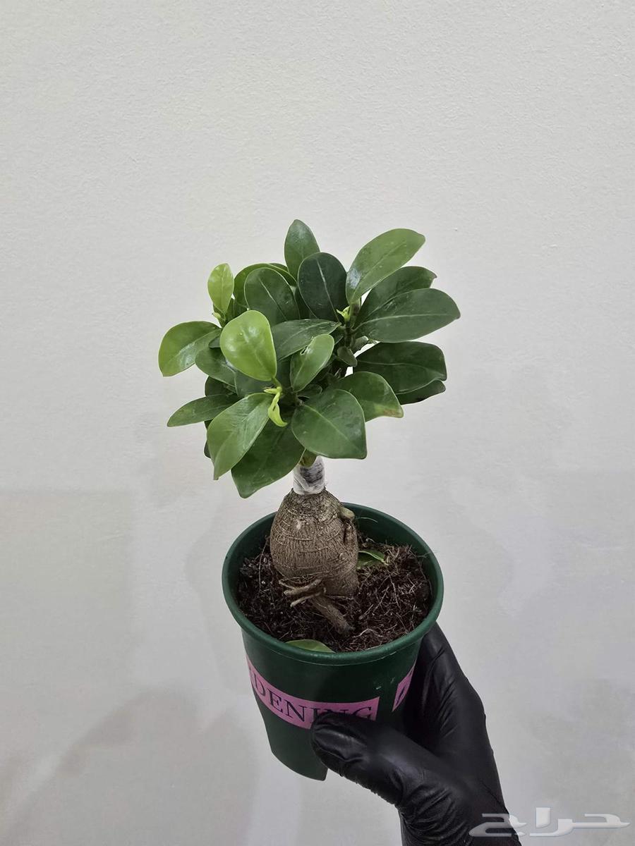 نبات البونساي64527038997761112