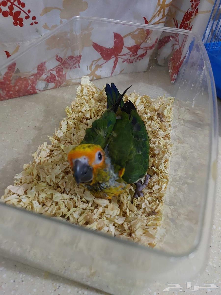 فرخ صن كنيور للبيع64520090961922111