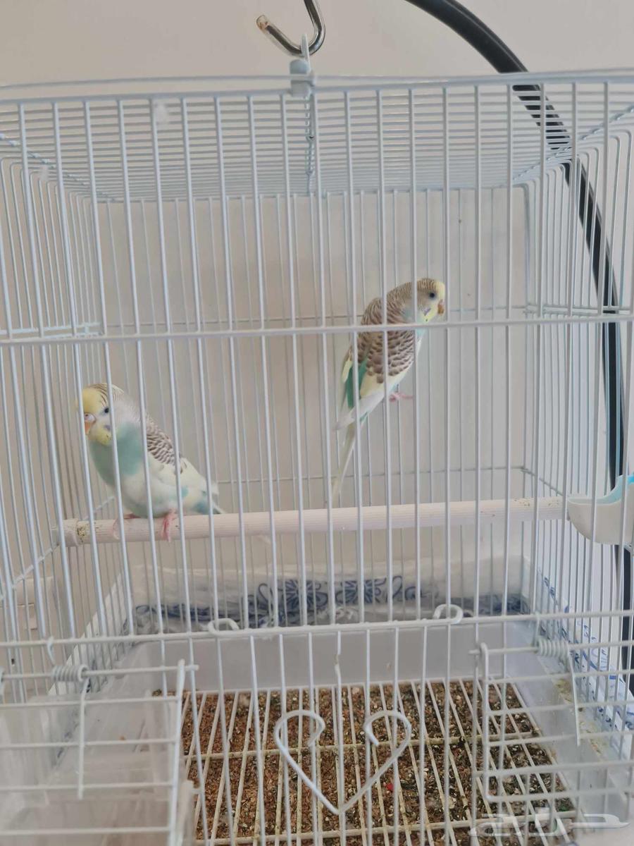 طيور الحب جوز64522514519426110