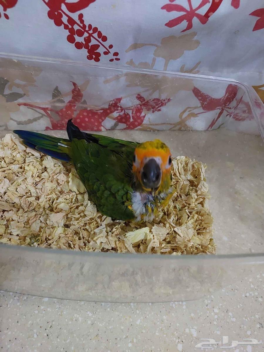 فرخ صن كنيور للبيع64520090961922110