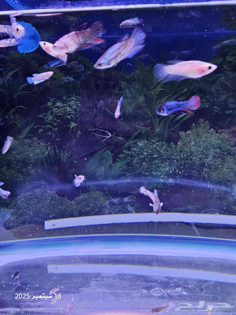 حوض سمك مع أسماك الفايتر ( تم البيع )64522598254978114