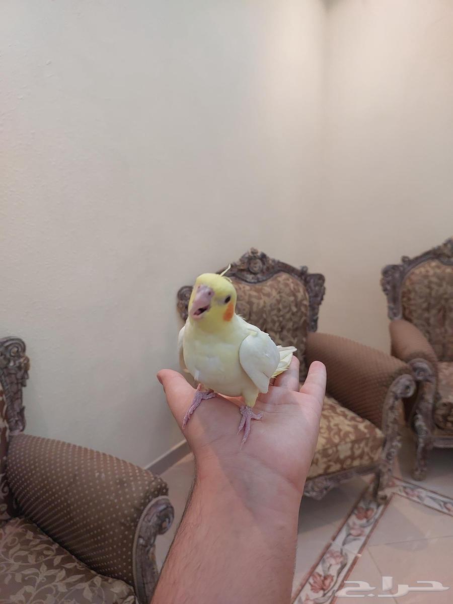 كروان اليفه وهدد نشبه بسعر خرافي64526272454657114