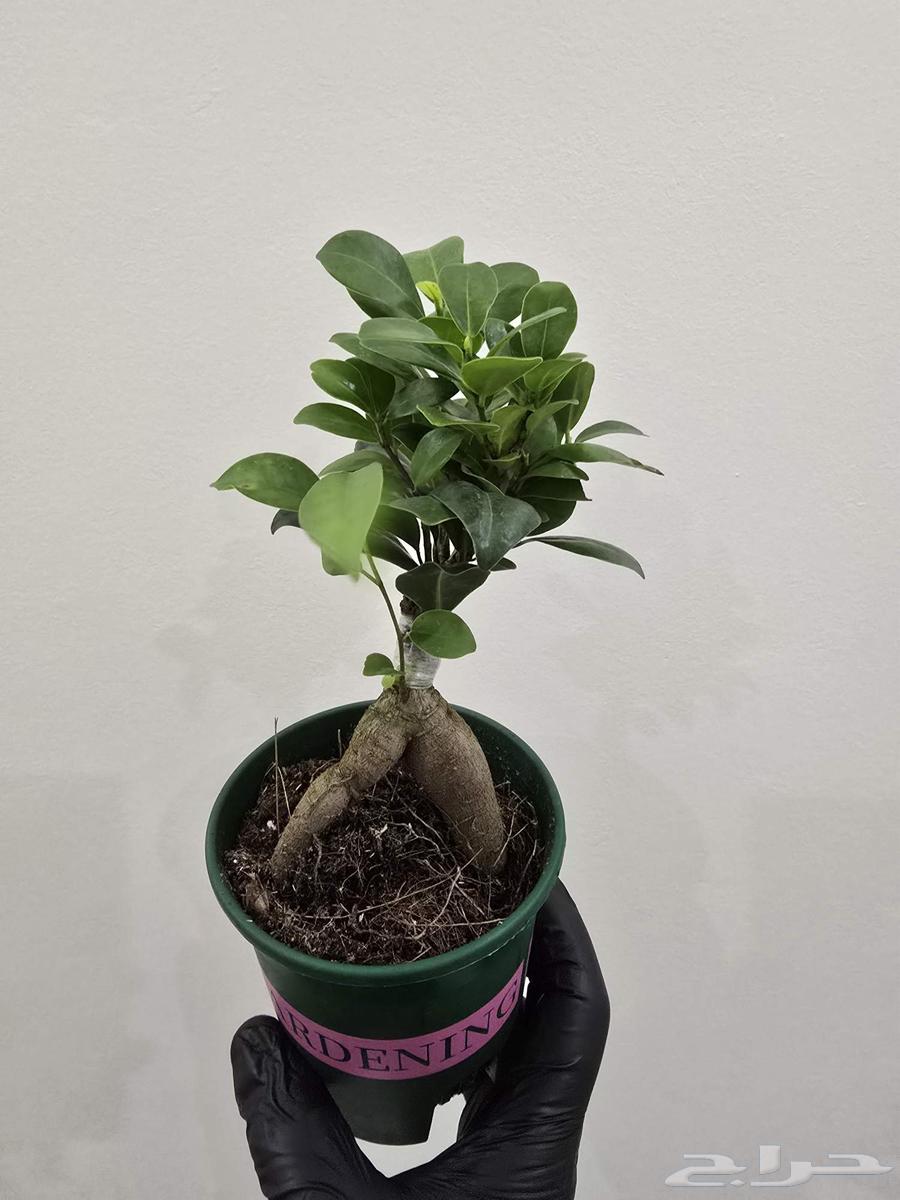 نبات البونساي64527038997761113