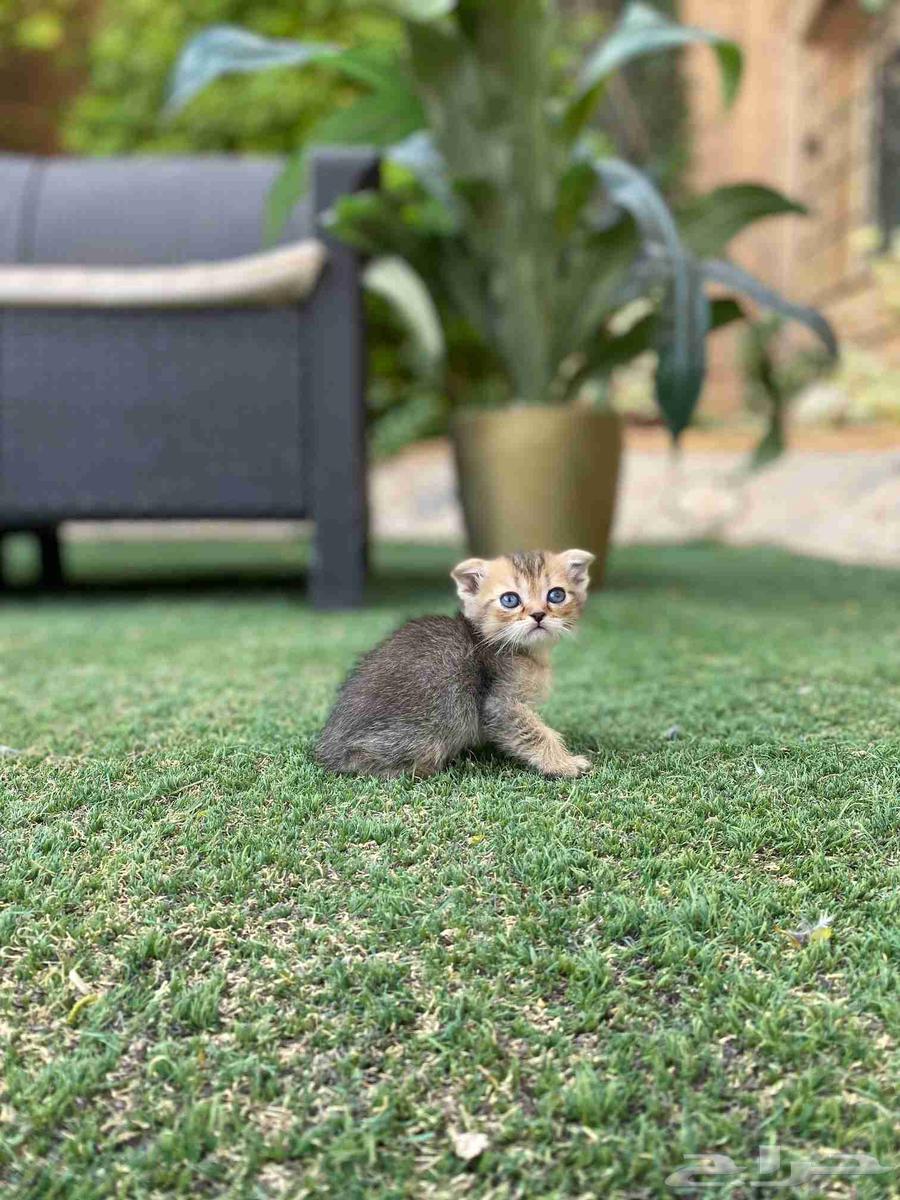 Scottish Fold trained kittens for sale, no adoption64524448272642112