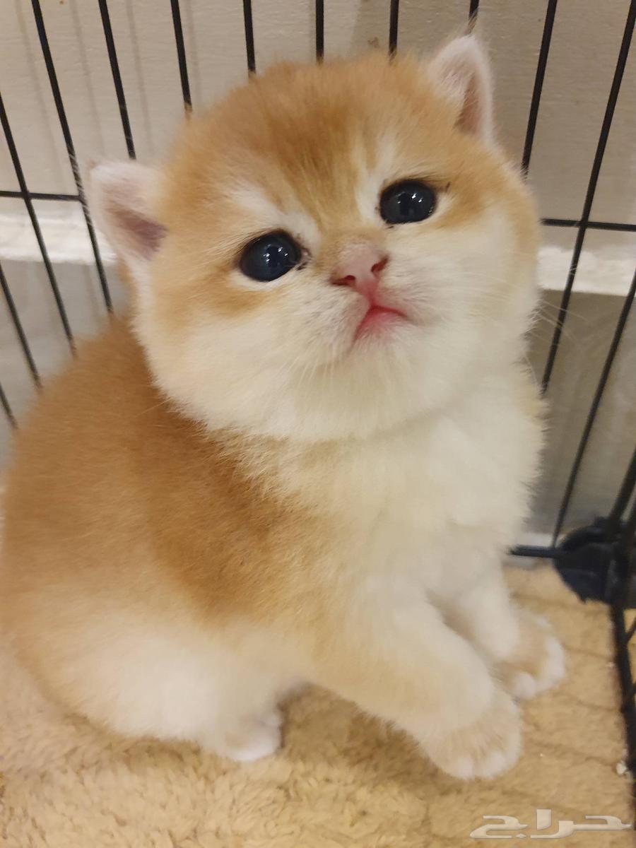قط برتش كتنز للبيع64438297332354111