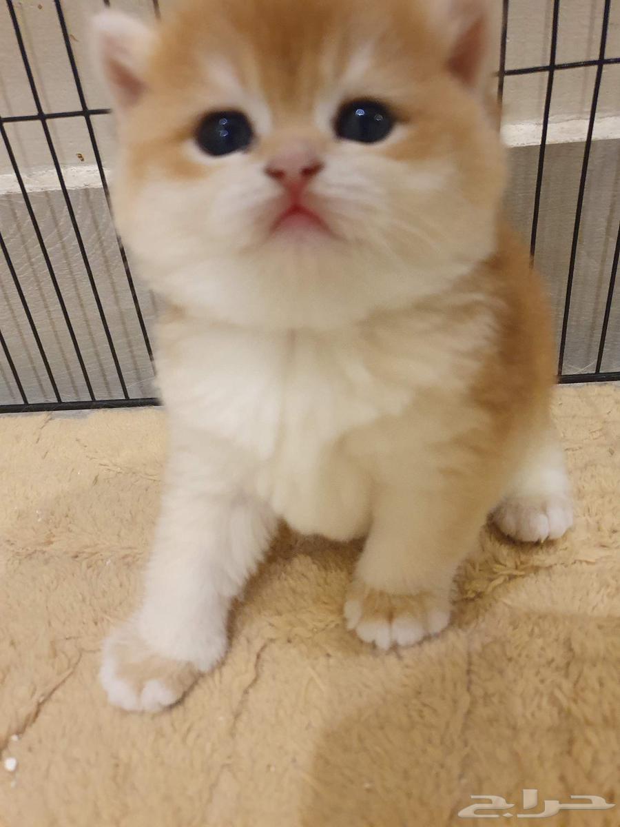 قط برتش كتنز للبيع64438297332354113