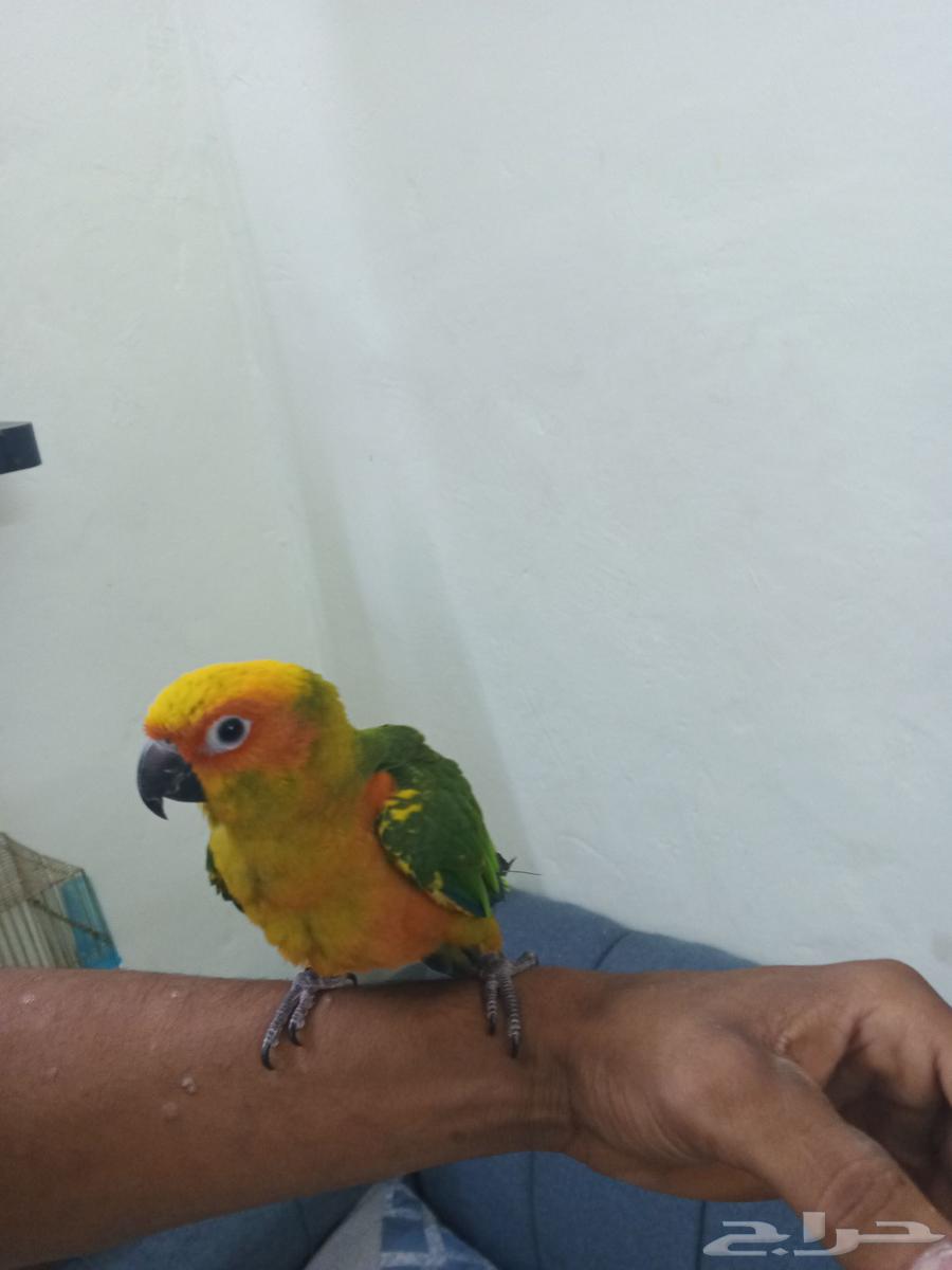 Sun Conure Bird64523738907267111