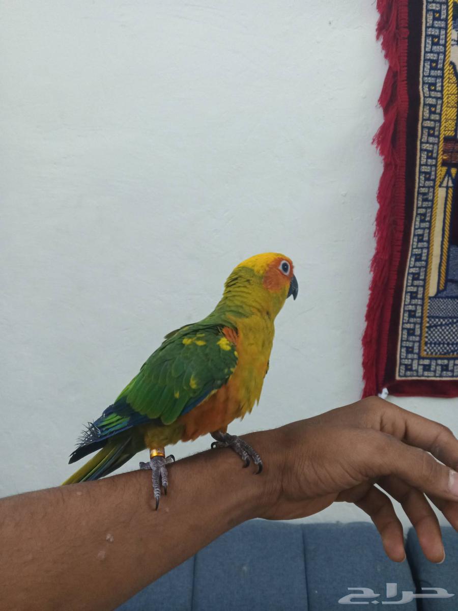 Sun Conure Bird64523738907267110
