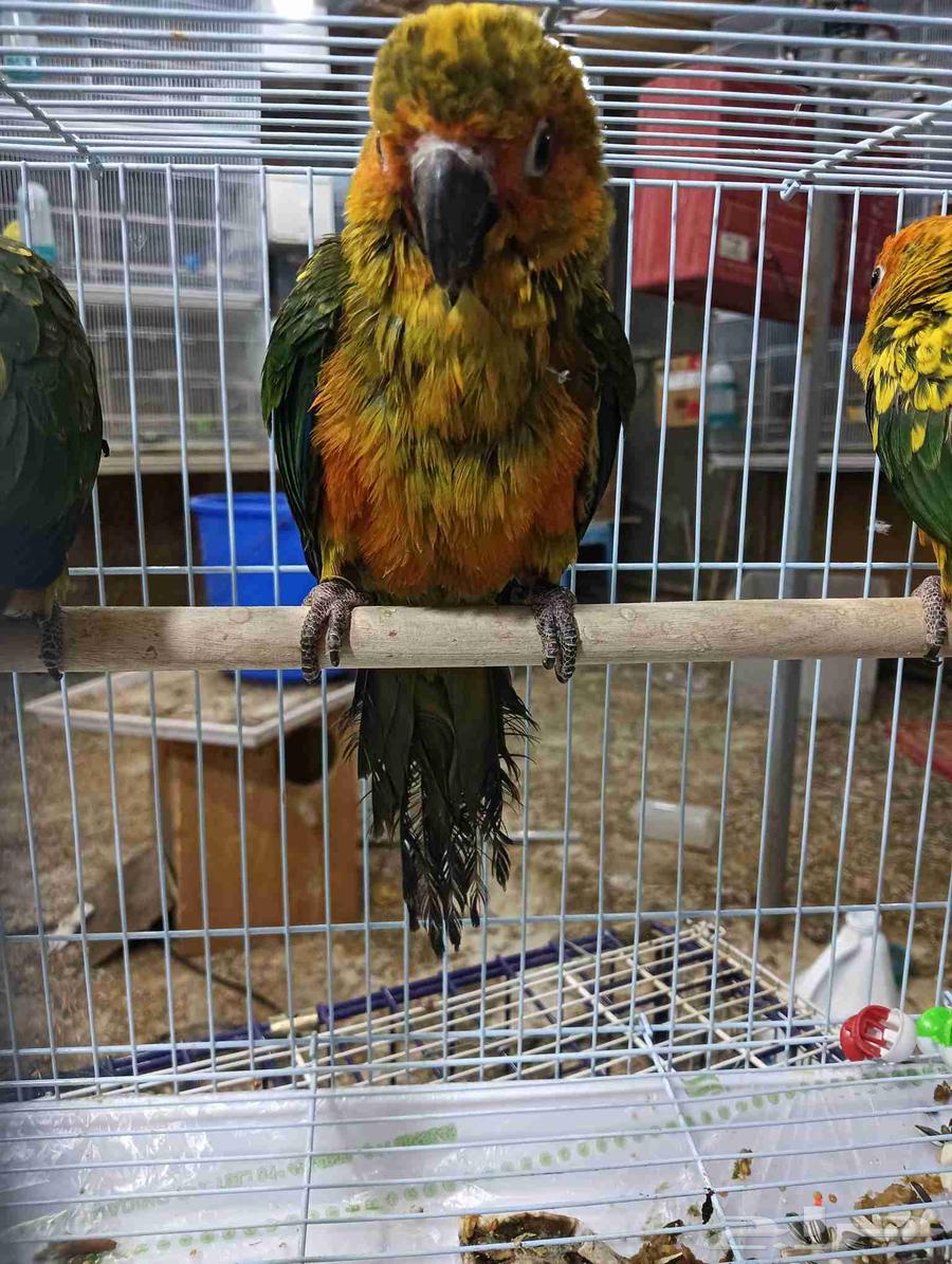 فرخ صن كنيور فرخ غر64526383784195112