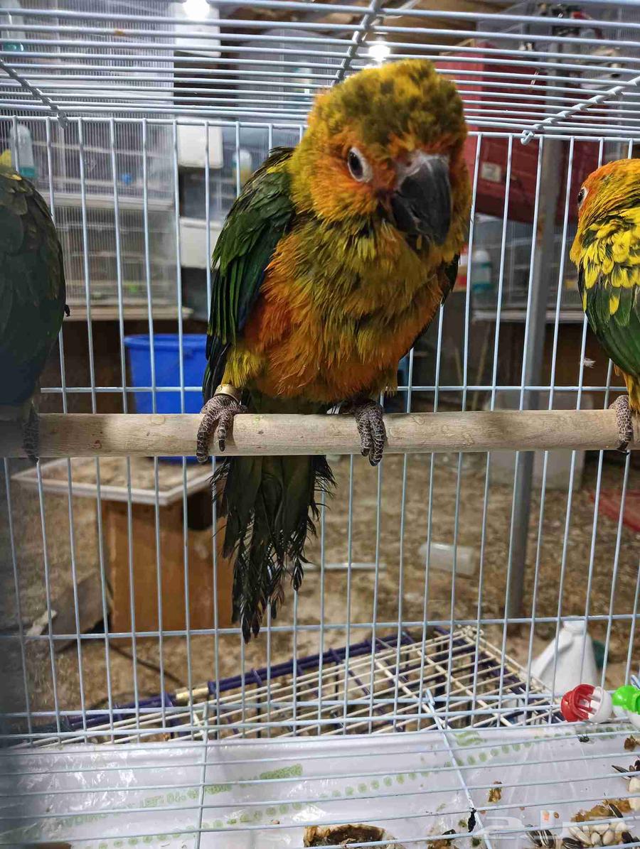 فرخ صن كنيور فرخ غر64526383784195111