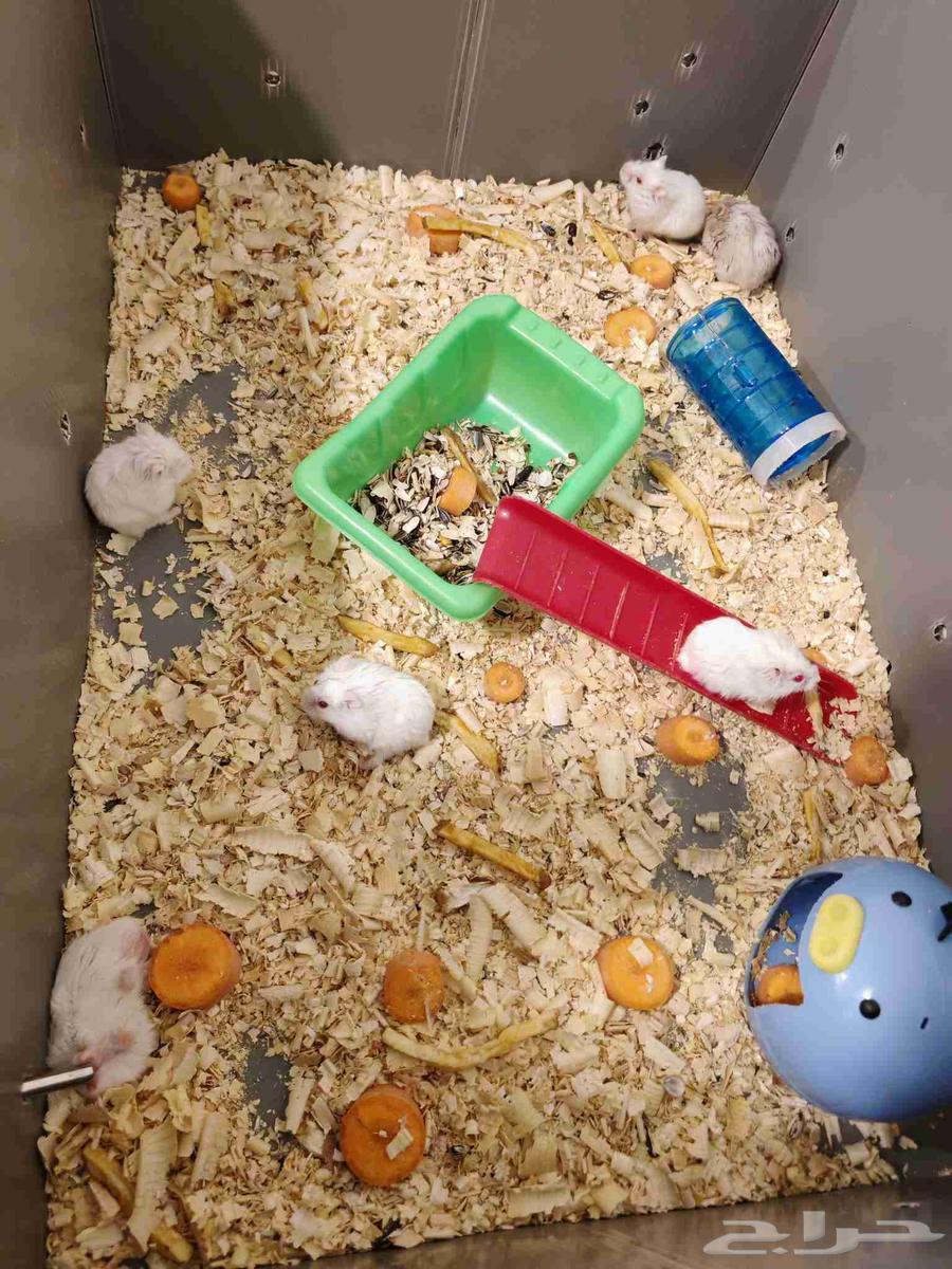 هامستر 6 افراد شامل جميع اغراضهم 100 ريال64436681986563111