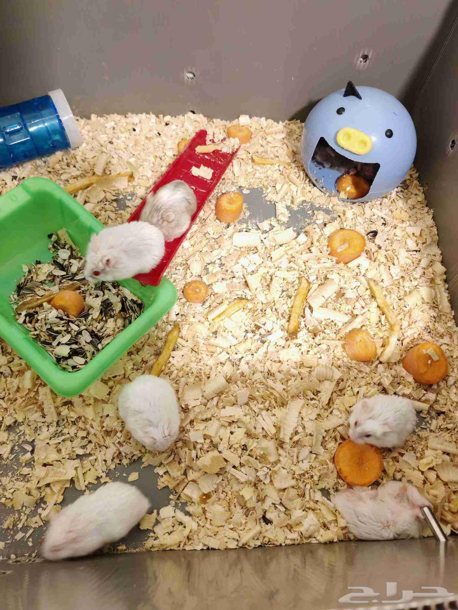 هامستر 6 افراد شامل جميع اغراضهم 100 ريال64436681986563110