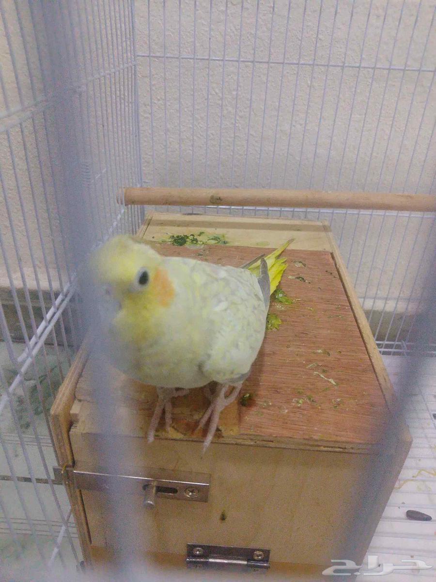 للبيع لحد الان مسيومة ب 20064520289853954110