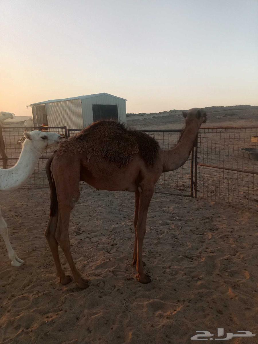 للبيع قعدان64525926090242111