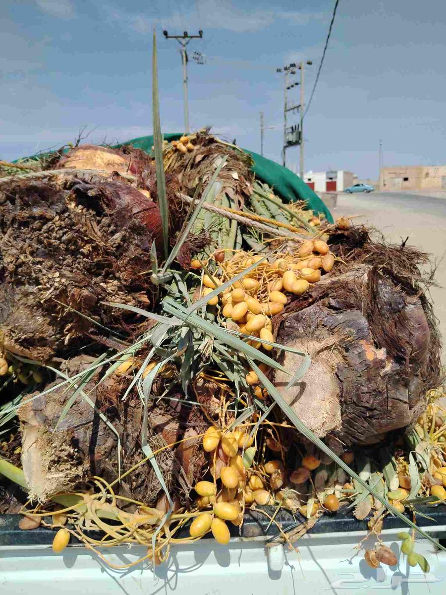 نخل اللقصيم للبيع64521168883329113