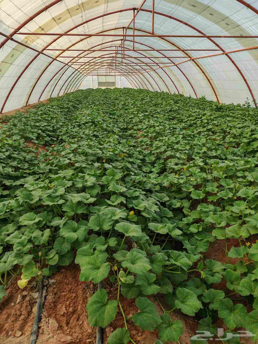 بيوت محميه وطني64521183110145111