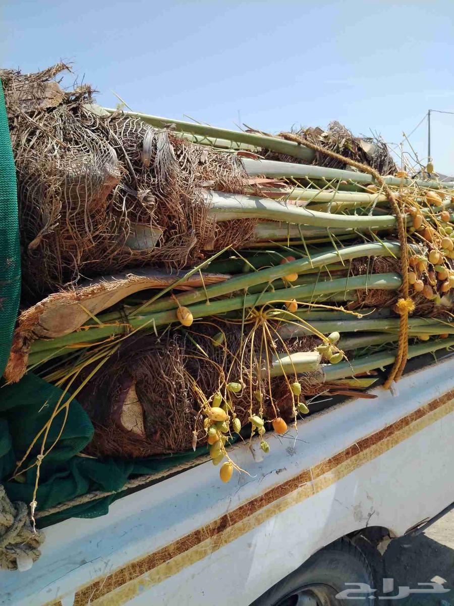 نخل اللقصيم للبيع64521168883329111