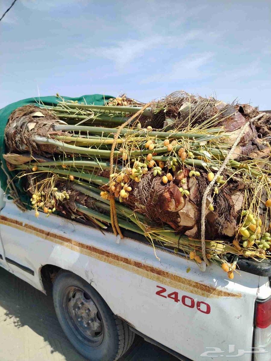 نخل اللقصيم للبيع64521168883329112