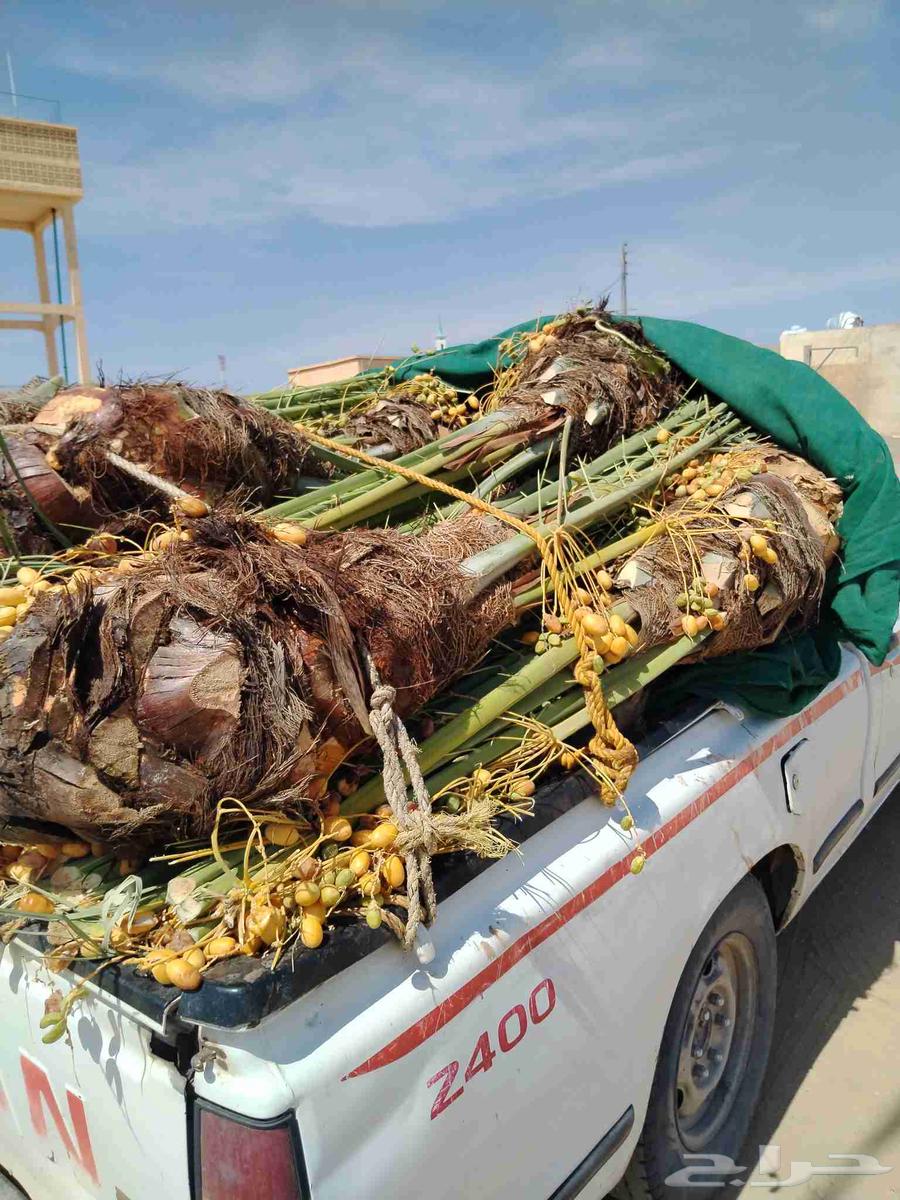 نخل اللقصيم للبيع64521168883329110