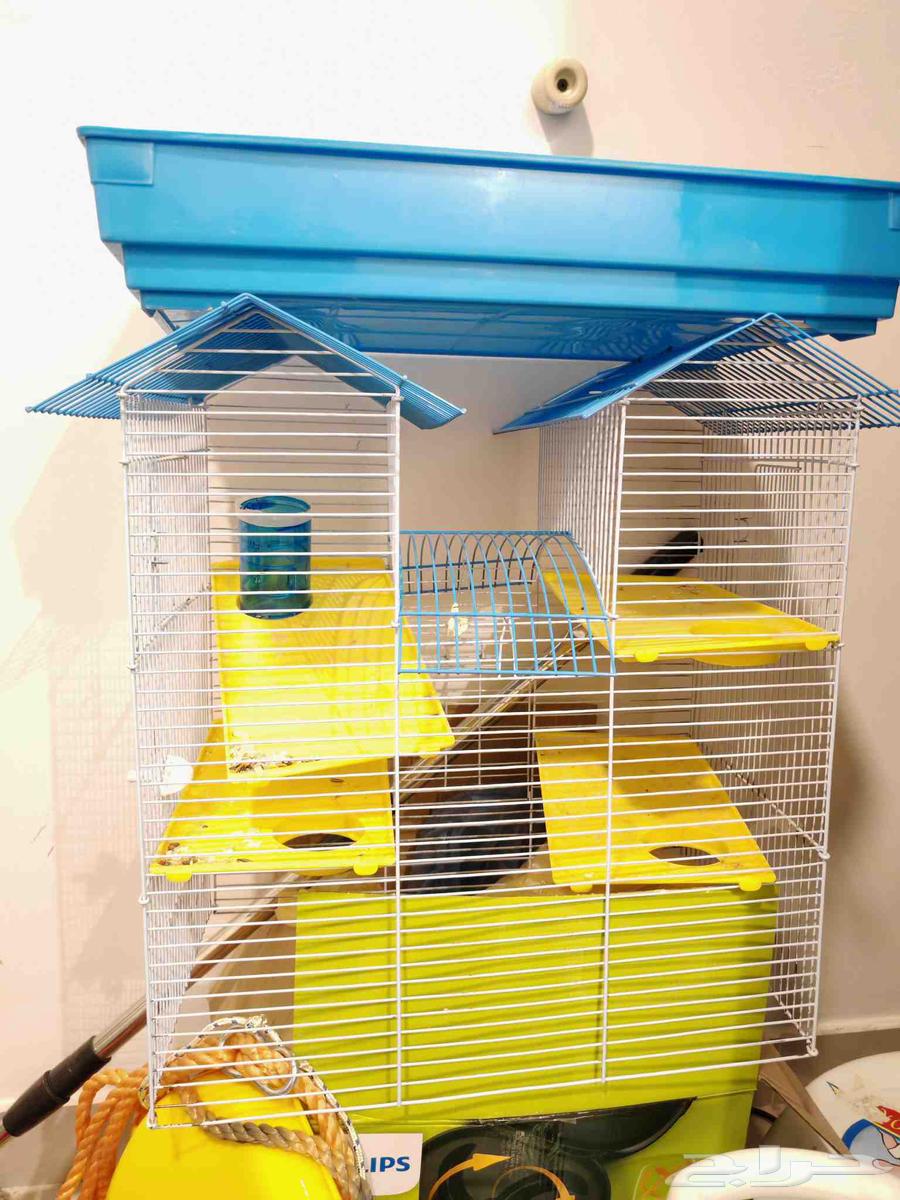 هامستر 6 افراد شامل جميع اغراضهم 100 ريال64436681986563114