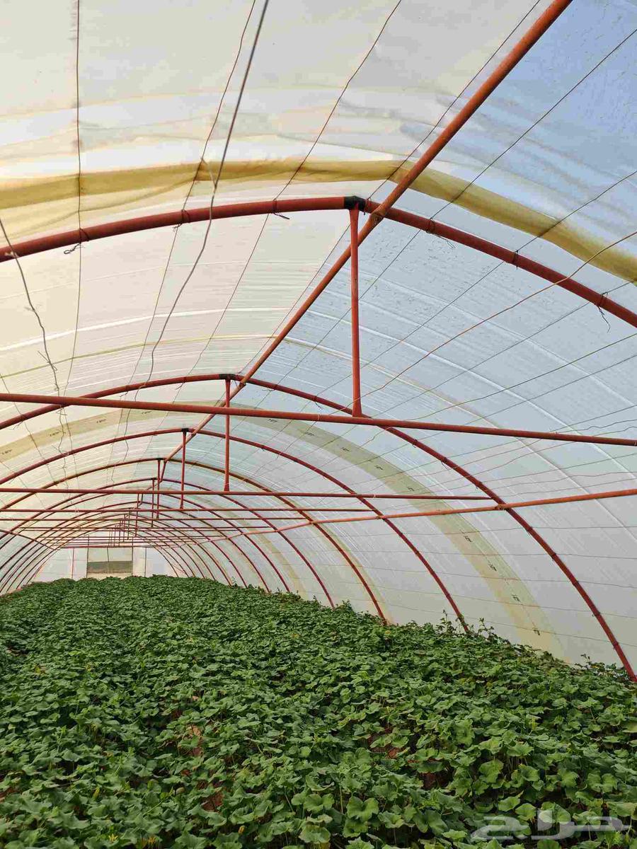 بيوت محميه وطني64521183110145112