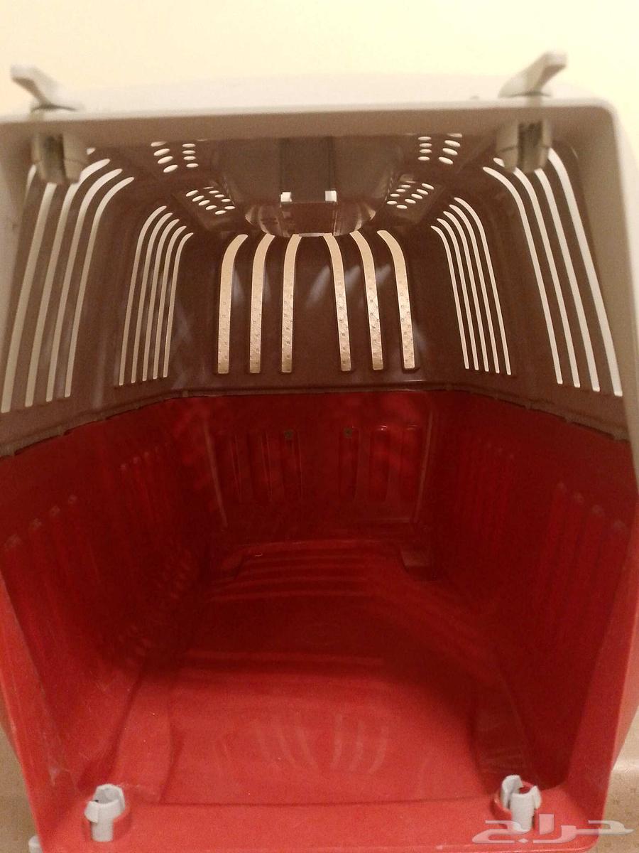 Cat Net64521878926594114