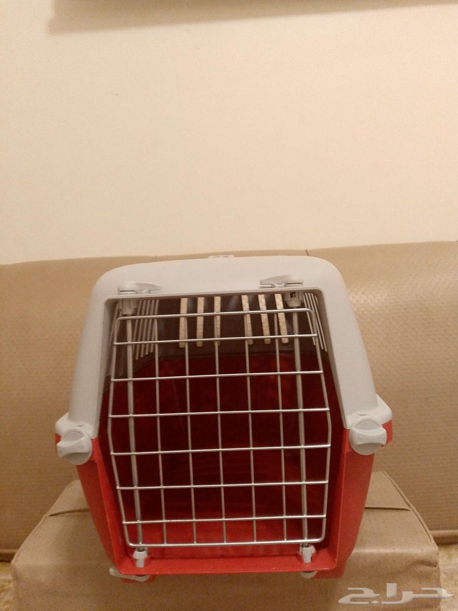 Cat Net64521878926594113