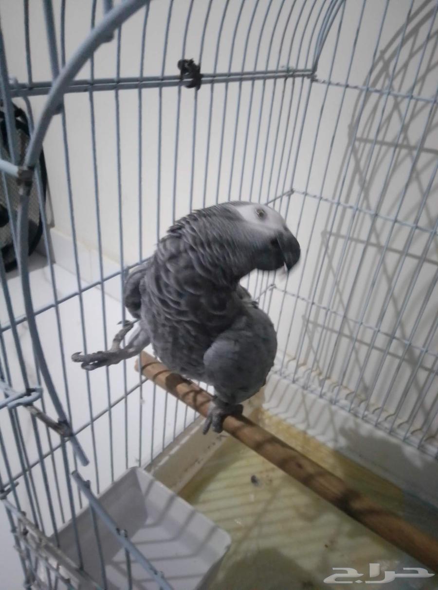 ببغاء للبيع64521681244931111