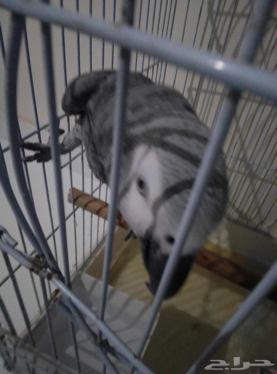 ببغاء للبيع64521681244931110