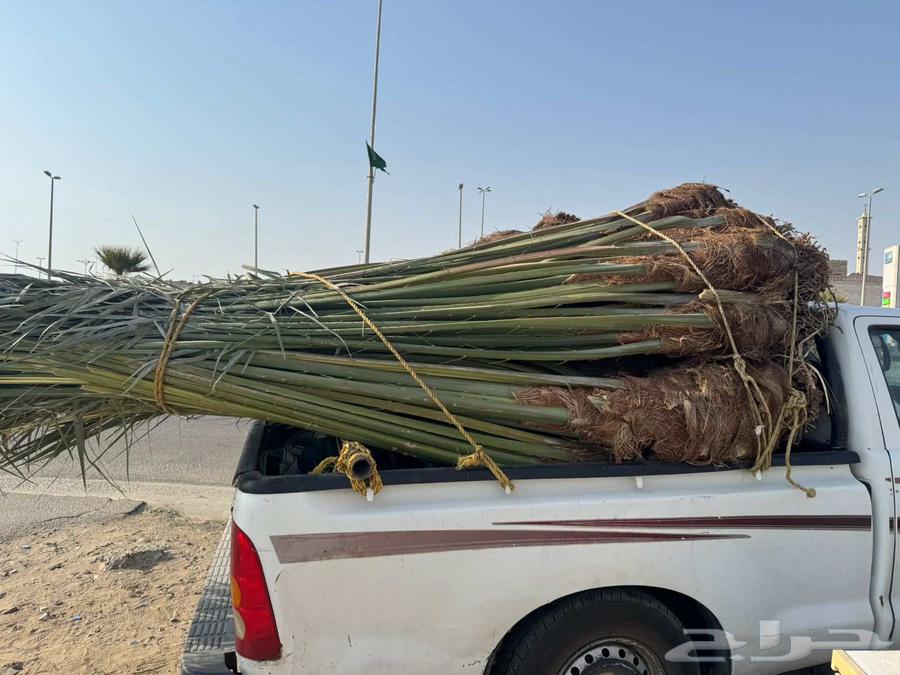 نخل مثمر للبيع متواجد في القنفذة وضواحيها64520940260738114