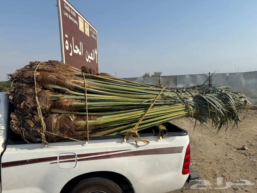 نخل مثمر للبيع متواجد في القنفذة وضواحيها64520940260738113