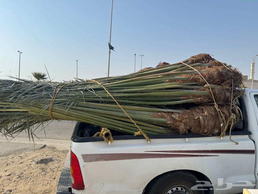 نخل مثمر للبيع متواجد في القنفذة وضواحيها64520940260738112