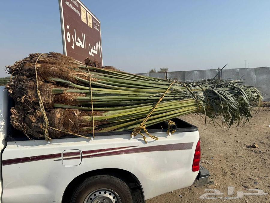 نخل مثمر للبيع متواجد في القنفذة وضواحيها64520940260738110