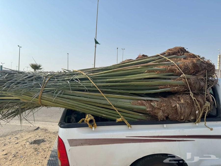 نخل مثمر للبيع متواجد في القنفذة وضواحيها64520940260738111