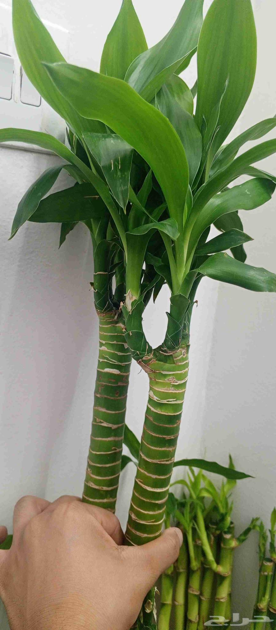 بامبو لوتس تايكر العريض الاثنين 70سم ب30ريال عرض خاص64525275592321110