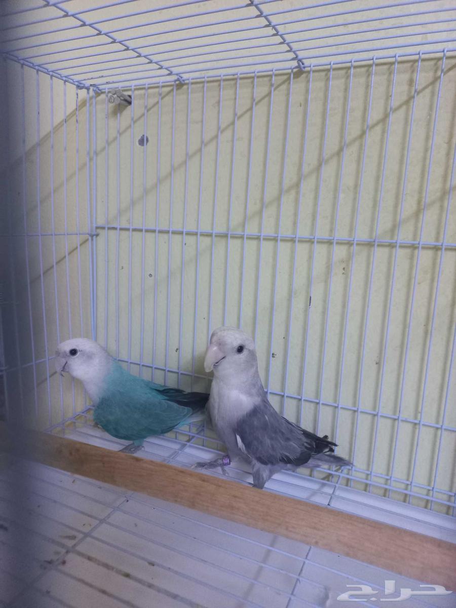 جوز روز(تم البيع)64522921658498112