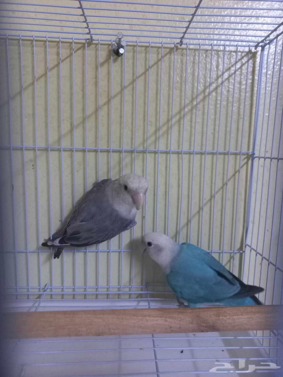 جوز روز(تم البيع)64522921658498111