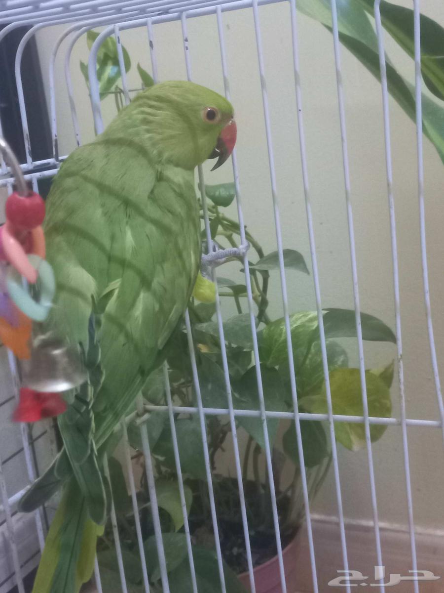 انثى ببغاء الدرة(تم البيع)64524531444483111
